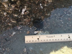 Bunodosoma cavernatum