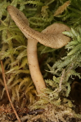 Arrhenia sphagnicola