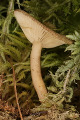 Arrhenia sphagnicola