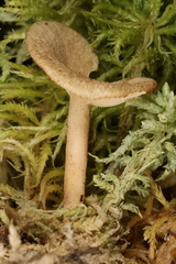 Arrhenia sphagnicola