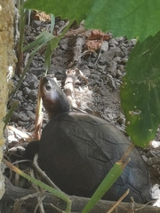 Kinosternon chimalhuaca