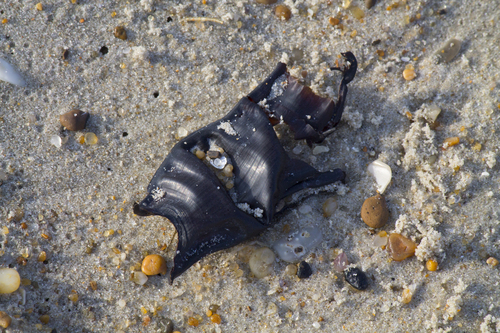 Rajiformes