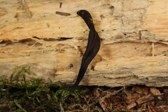 Geoglossum barlae