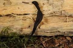 Geoglossum barlae