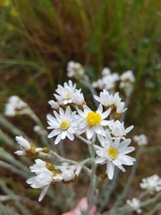Rhodanthe corymbiflora