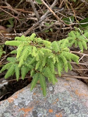 Dalbergia multijuga