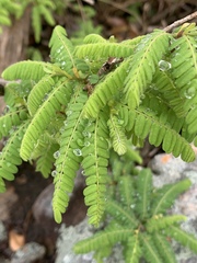 Dalbergia multijuga