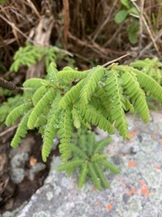 Dalbergia multijuga