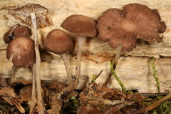 Collybiopsis biformis