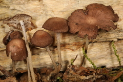 Collybiopsis biformis