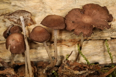 Collybiopsis biformis