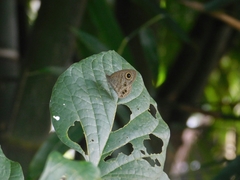 Ypthima baldus newboldi