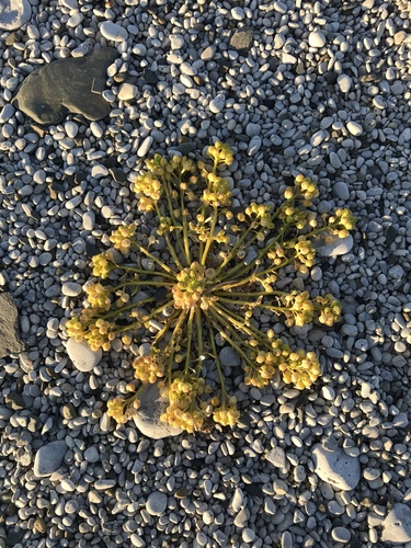 greenland cochlearia