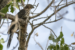 Accipiter cooperii