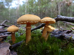 Cystoderma muscicola