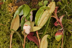 Exobasidium cassandrae