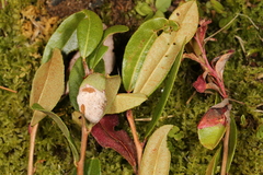 Exobasidium cassandrae