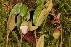 Exobasidium cassandrae