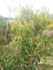 Eucalyptus ovata