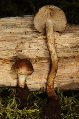 Hypholoma radicosum