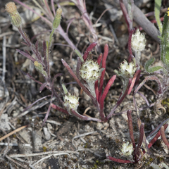 Blennospora drummondii