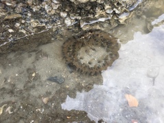 Bunodosoma cavernatum