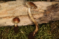 Hypholoma radicosum