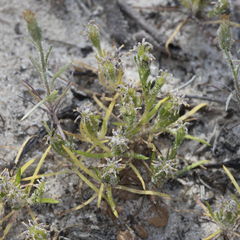 Millotia muelleri