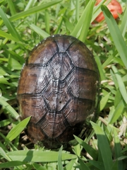 Kinosternon chimalhuaca