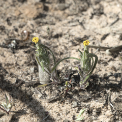 Podotheca angustifolia
