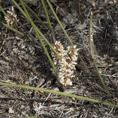 Lomandra juncea