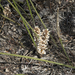 Desert Mat-Rush - Photo (c) Kym Nicolson, some rights reserved (CC BY), uploaded by Kym Nicolson