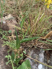 Senecio bupleuroides