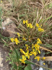 Senecio bupleuroides