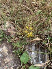 Senecio bupleuroides