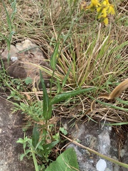 Senecio bupleuroides