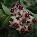 Hoya cumingiana - Photo (c) anncabras24, some rights reserved (CC BY-NC), uploaded by anncabras24