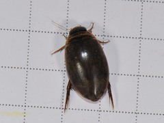 Thermonectus nigrofasciatus