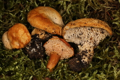 Hydnum quebecense