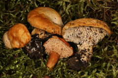 Hydnum quebecense