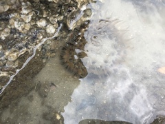 Bunodosoma cavernatum