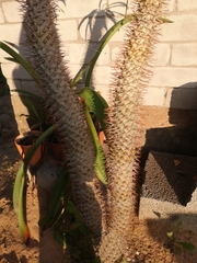 Hoodia