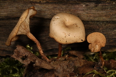 Clitocybe truncicola