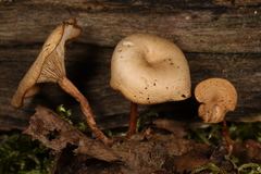 Clitocybe truncicola