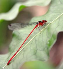 Igneocnemis tendipes