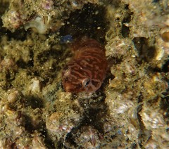 Aspasmogaster costata