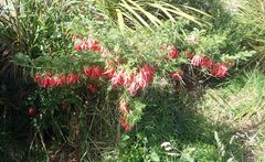 Clianthus puniceus