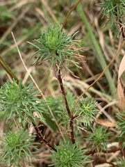 Euryops leiocarpus