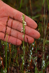 Spiranthes casei casei