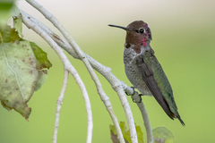 Calypte anna